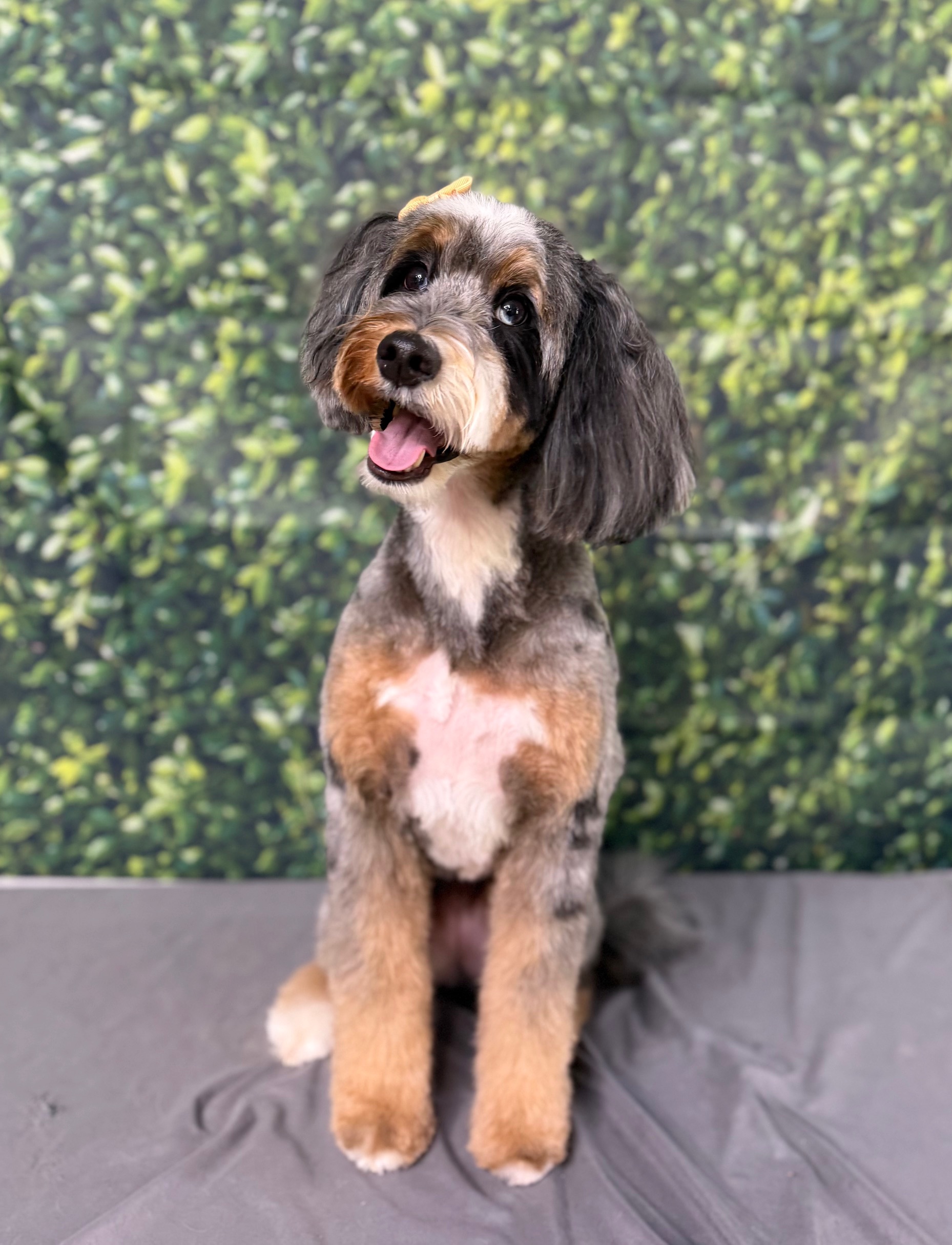 Dolly after a grooming appointment