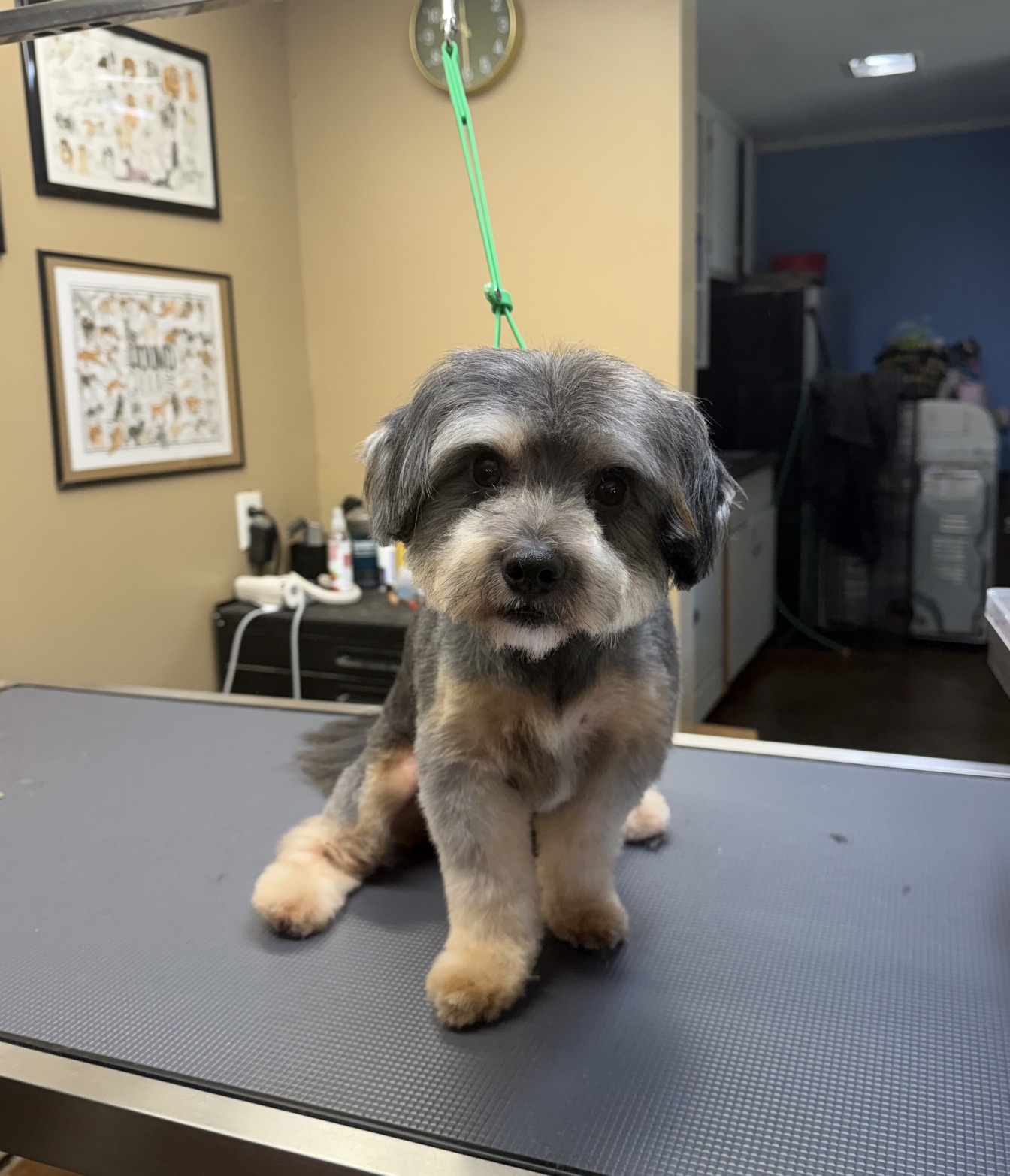 Dudley with a teddy bear style haircut