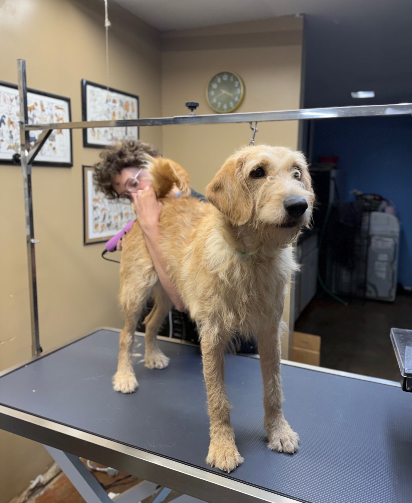 Jeff after a grooming appointment