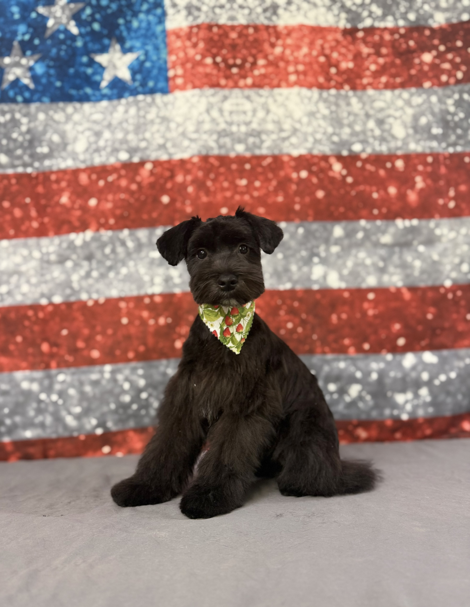 A schnauzer after a grooming appointment