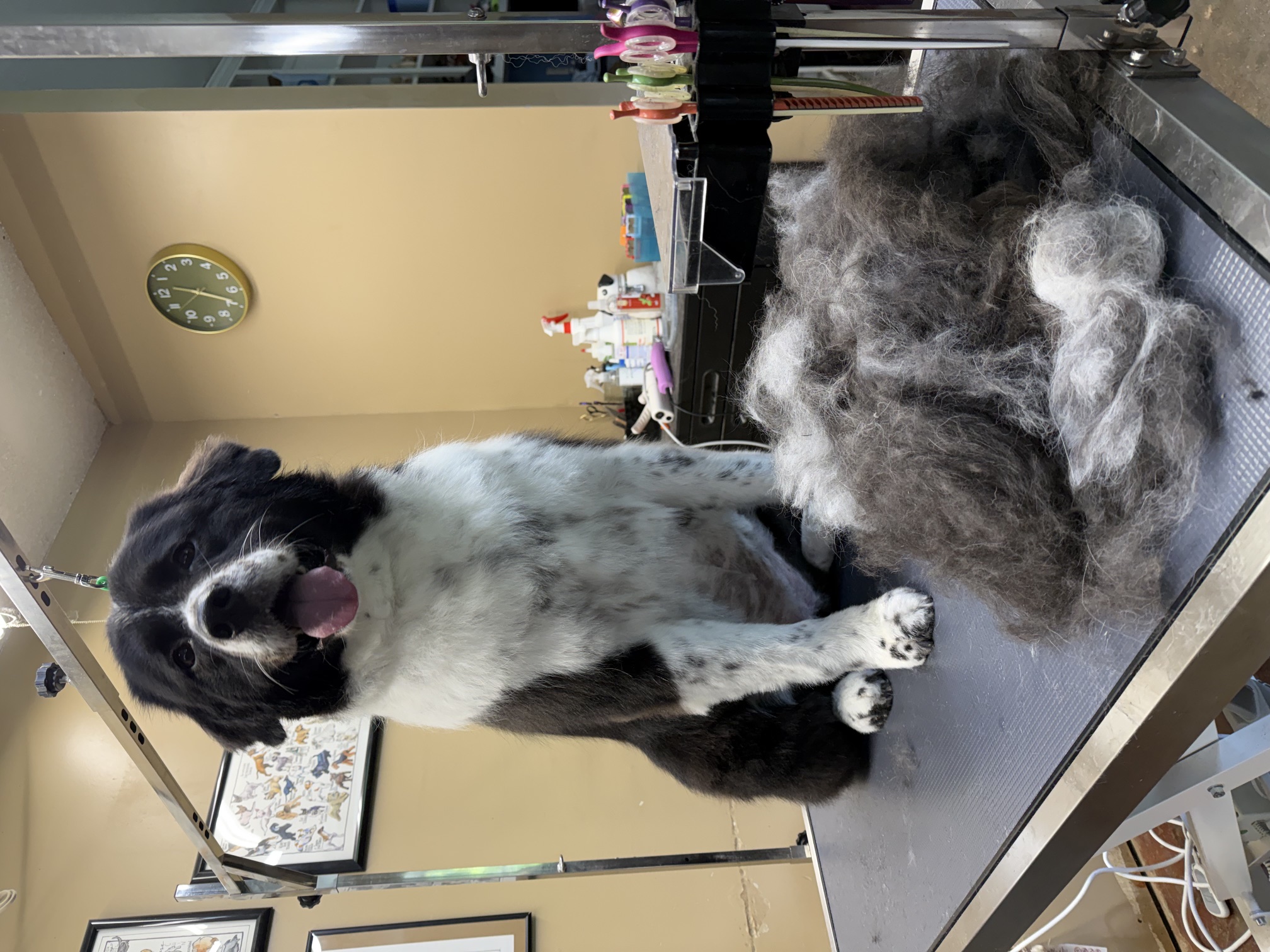 A dog with a tidy outline trim